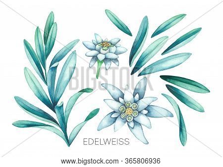 Collection Of Watercolor Edelweiss Flowers And Leaves.