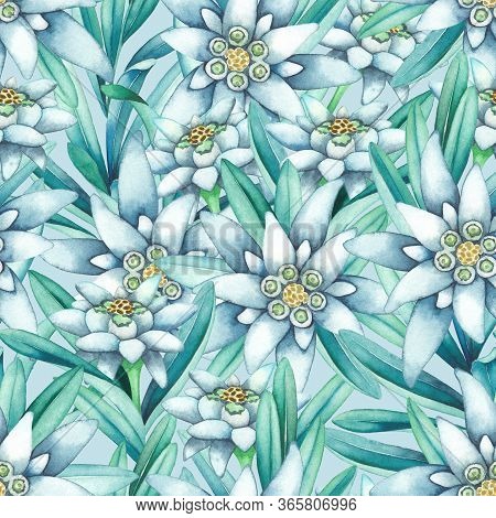 Seamless Pattern Of Watercolor Edelweiss Flowers And Leaves.