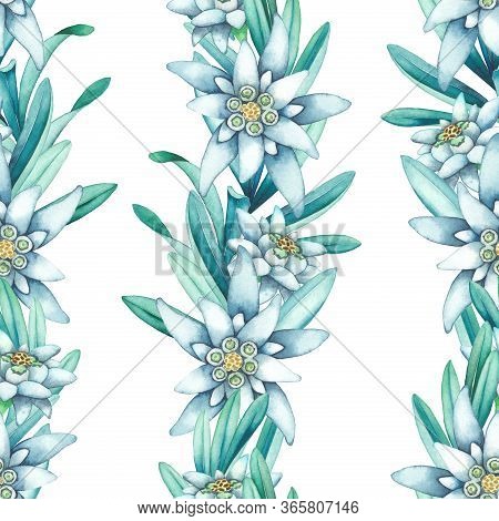Seamless Pattern Of Watercolor Edelweiss Flowers And Leaves.