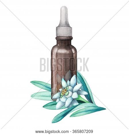 Watercolor Essential Oil Bottle Decorated With Edelweiss Leaves And Flowers
