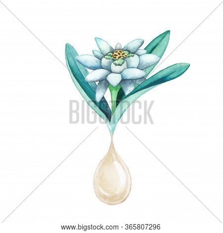 Watercolor Oil Drop Dripping From The Edelweiss Plant.