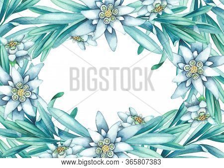 Watercolor Edelweiss Flowers And Leaves. Hand Painted Floral Design