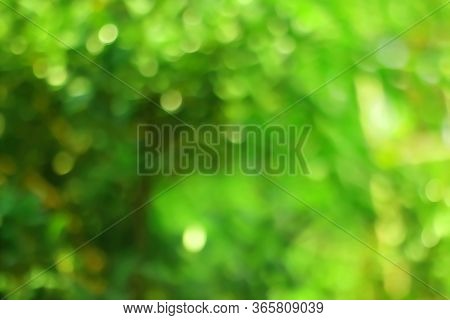 Abstract Bokeh Of Green Tree Color For Summer Background.