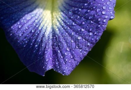 Macro Of Asain Pigeonwings Flower With Water Droplets, Perfect For Background