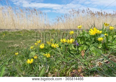 Spring Primroses Caltha Palustris With Bright Yellow Flowers And Juicy Green Leaves On Background Of
