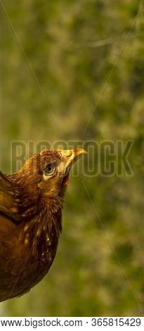 Hens Feed On The Traditional Rural Barnyard At Sunny Day. Detail Of Hen Head. Chickens Sitting In He