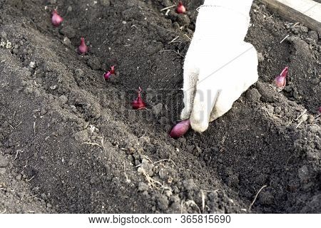 The Hand Of A Woman Farmer In A Glove, Sowing Onions In An Organic Garden, A Close-up Of The Hand Pl