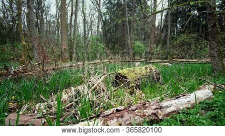 Mysterious World - A Walk In The Woods.
