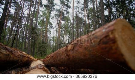 Beautiful Nature - Tree In The Forest