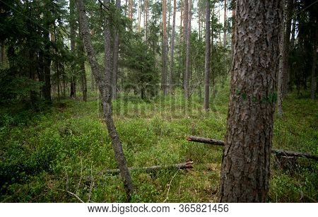 Forest Walk In The Nature Reserve On An Early Morning In Spring.