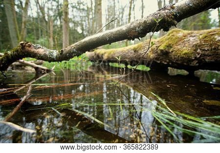 Tree In The Water, Forest Walk In Spring
