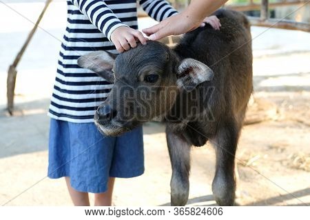 Calf, Baby Buffalo Animal, Hands Rub On The Head Of A Baby Buffalo In The Farm. Farm Activity For Ki