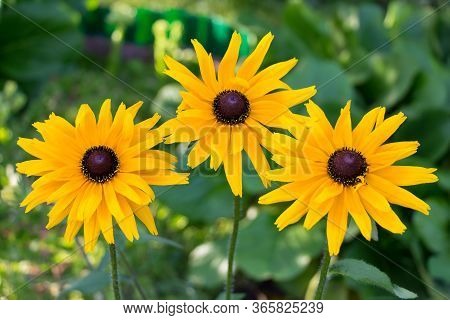 Beautiful Yellow Flowers Of Rudbeckia In The Green Garden.