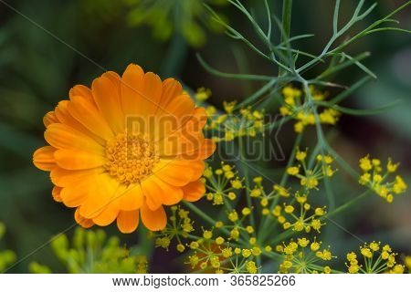 One Orange Flower Of Calendula On The Green Background. Marigold In The Garden.