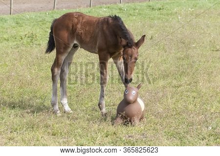 Little Brown Foal Playing With A Skippy Animal In Green Grass During The Day With A Countryside Land