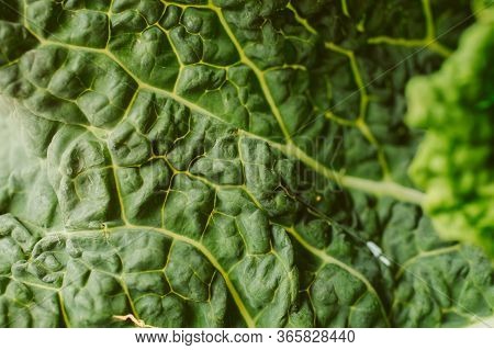 Green Cabbage Texture And Background For Design. Organic Pattern And Texture. Close Up View Of Raw G