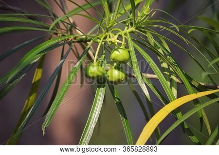 Lucky Nut Or Cascabela Thevetia Fruits With Selective Focus In Horizontal Orientation