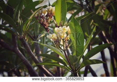 Plumeria Flowers With Selective Focus In Daylight
