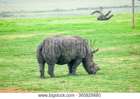 Wild Rhinoceros In South African Game Reserve