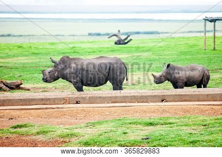 Wild Rhinoceros In South African Game Reserve