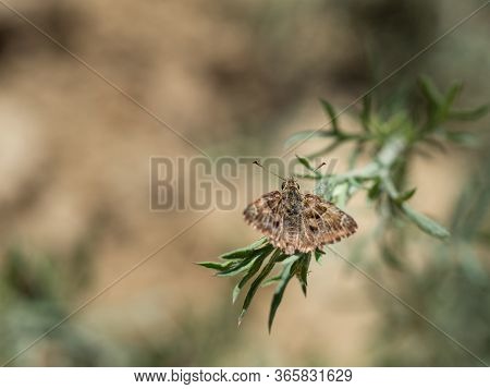 Mallow Skipper (carcharodus Alceae) Butterfly Of Family Hesperiidae Sitting On Green Plant On Hot Su