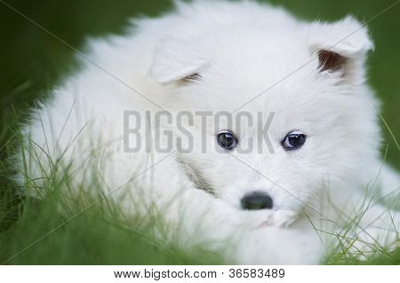 Portrét štěně pes samojed