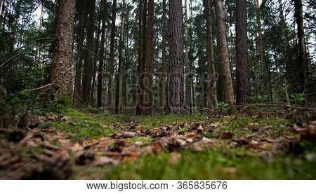 Beautiful Nature And Relaxing Peace In The Nature Reserve On A Spring Day.