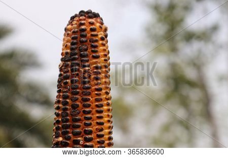 Roasted Maize Or Corn With Selective Focus And Copy Space