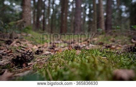 Forest Walk In The Nature Reserve On An Early Morning In Spring.