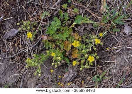 Potentilla Arenaria Is A A Plant Of Family Rosaceae. Photo Was Taken In Ukraine.
