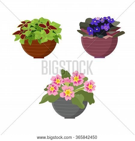 Blooming Indoor Plants In Pots On A White Background, Isolate. Vector