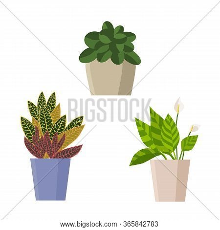 Indoor Plants In Pots On A White Background, Isolate. Vector