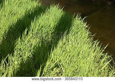Water Sedge Grass Carex Flava Aquatilis Near The River In Belarus