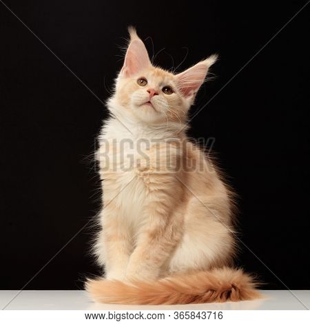 Beautiful Purebred Cat Is The Maine Coon The Gentle Lion Color On A Black Background And A White Tab