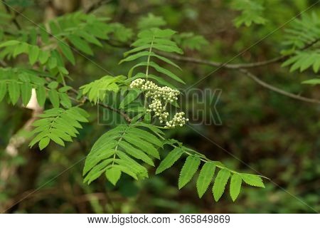 Rowan Branch With Inflorescence On A Green Background.