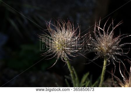 Detail Of Pasque Flower With Dew Drops After Flowering Pulsatilla Pratensis, Anemone Pratensis