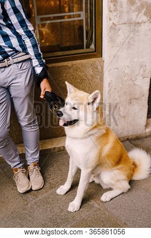 A White-yellow Akita Inu Dog Is Sitting On A Leash Next To The Owner Legs. Japanese Akita Dog Is A B