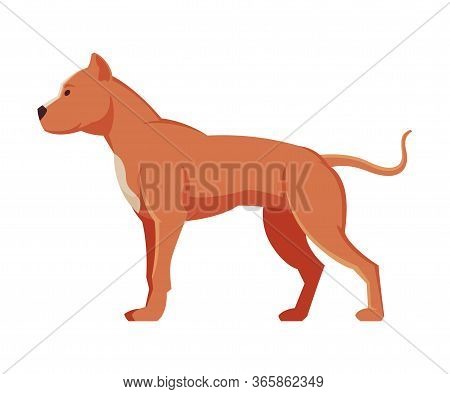 American Bandog Purebred Dog, Pet Animal, Side View Vector Illustration