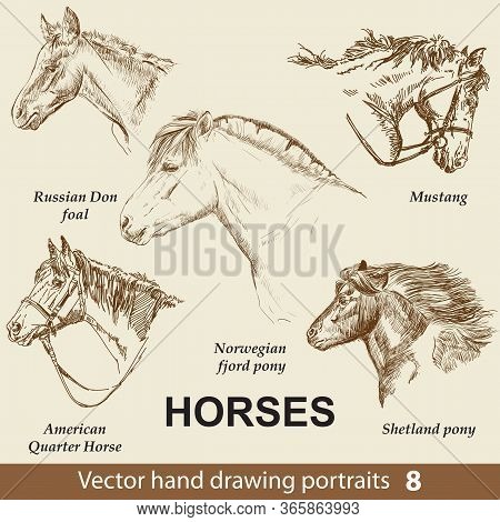 Hand Drawing Set Of Horses Breeds. Elegance Horse Head Isolated On Beige Background. Pencil, Ink Han