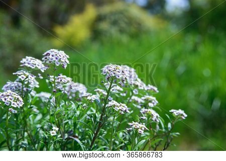 Bush Of Alyssum Flower With White And Violet Petals In Flowerbed In Park Or Garden, Horizontal Close