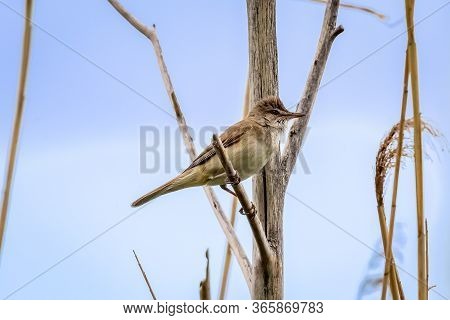 Great Reed Warbler On A Reed Grass. Cute Little Brown Loud Stealthy Songbird. Bird In Wildlife