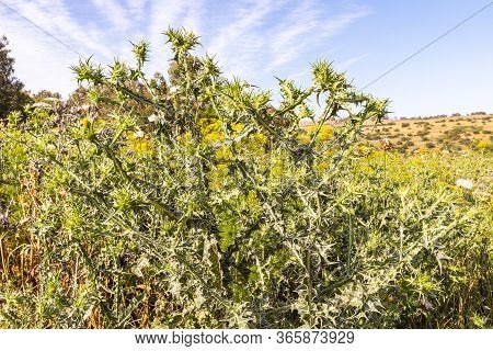 Tall Plant - Scolimus Spanish - Scolymus Hispanicus Grows On The Golan Heights In Northern Israel