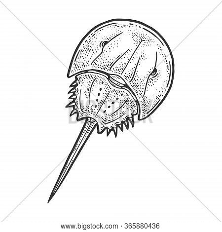 Xiphosura Horseshoe Crab Sketch Engraving Vector Illustration. T-shirt Apparel Print Design. Scratch