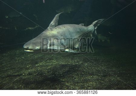The Tropical Fish In The Aquarium, Berlin (germany)