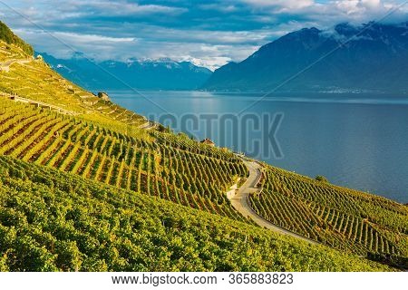 Lavaux, Switzerland: Lake Geneva And The Swiss Alps Landscape Seen From Lavaux Vineyard Tarraces In 