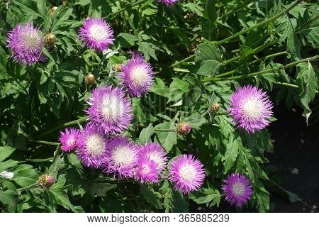 Bright Pink Flowers Of Centaurea Dealbata In Mid May