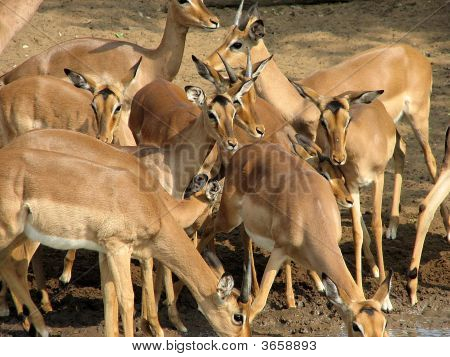 Impala