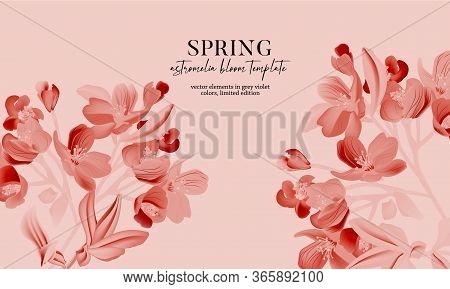 Monochrome Pink Astromelia Flower Bloom Realistic Vector Card. Macro Astromelia Plant, Nature Design