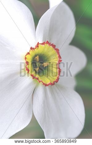 Spring Narcis Flower With White Petals Grows In The Garden