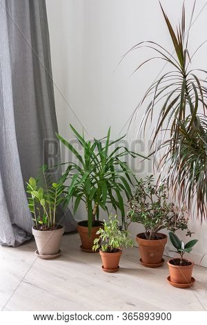 Beautiful Green Indoor Yucca Aloifolia And Ficus Benjamina Kinky Flower, Ficus With Zamioculcas And 